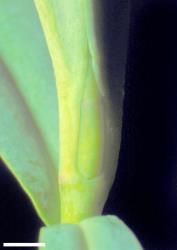 Veronica colensoi. Leaf bud. Scale = 1 mm.
 Image: W.M. Malcolm © Te Papa CC-BY-NC 3.0 NZ